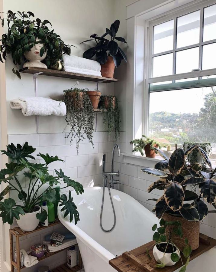 decoracion de plantas en el baño