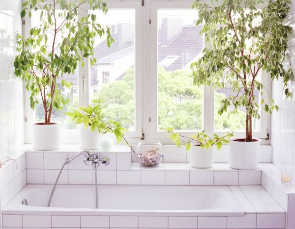 plantas para bañera