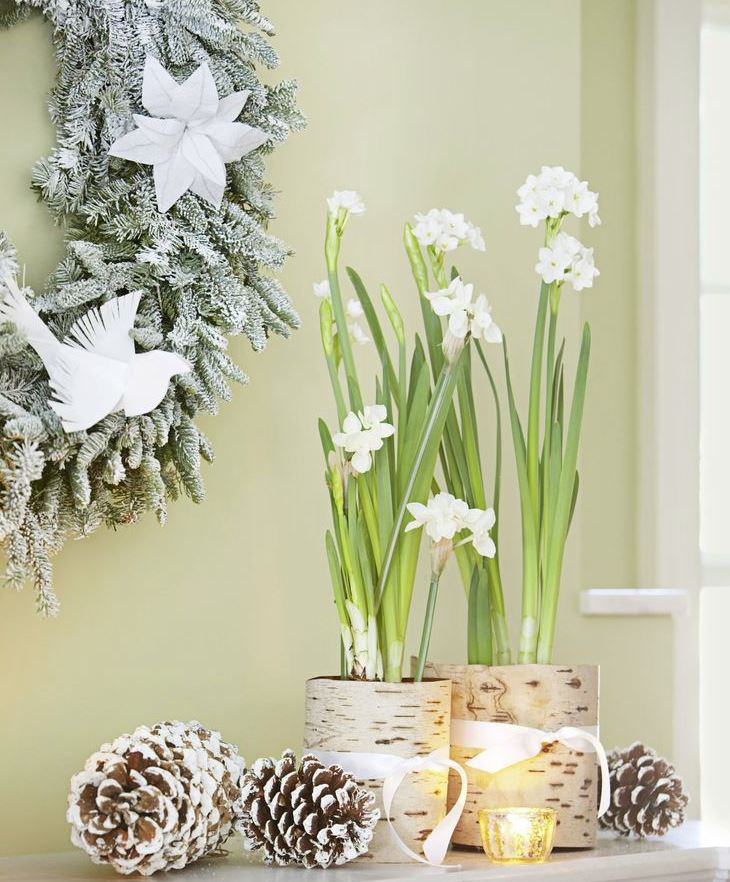 decoracion navideña con plantas